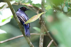 Philippine Fairy-bluebird