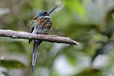 Jacamar à ventre blanc