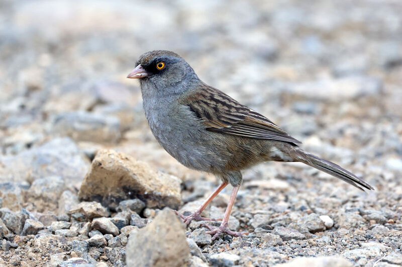 Junco des volcansadulte