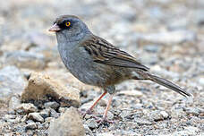 Junco des volcans