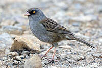 Junco des volcans