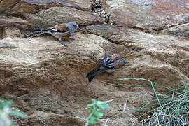 Yemen Linnet