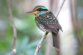 Spotted Wood Kingfisher