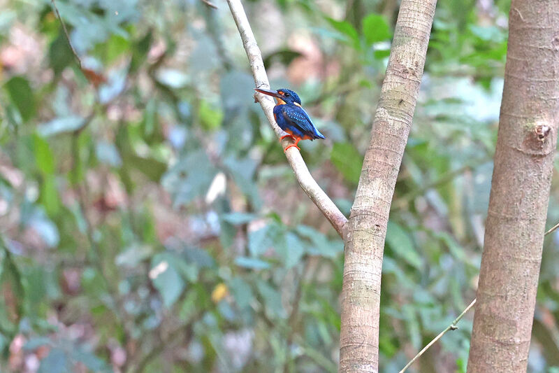 Indigo-banded Kingfisher male adult