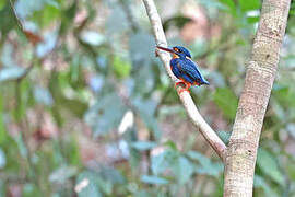 Indigo-banded Kingfisher