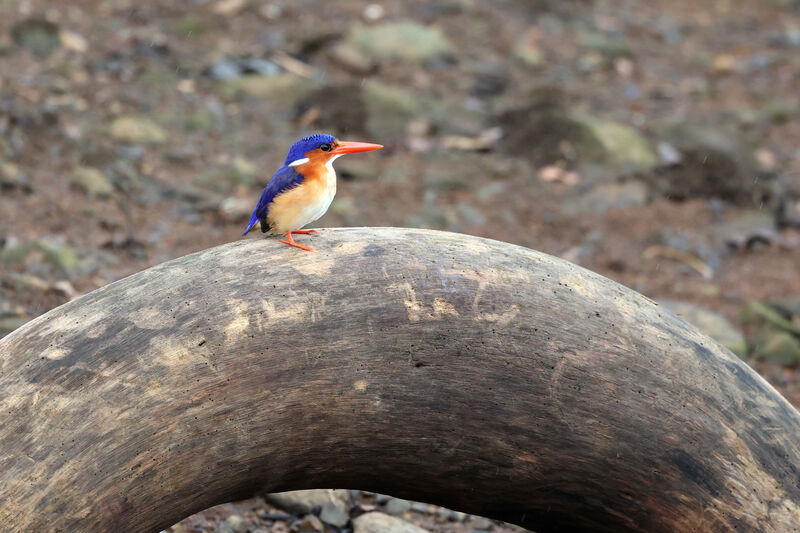 Malachite Kingfisher (nais)