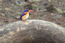 Malachite Kingfisher (nais)