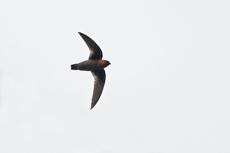 Chestnut-collared Swift