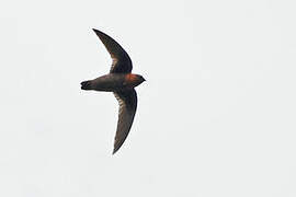 Chestnut-collared Swift