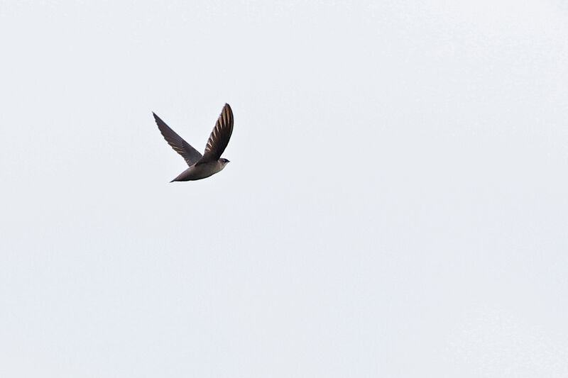 Vaux's Swift