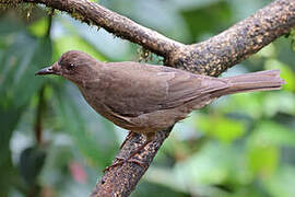 Mountain Thrush