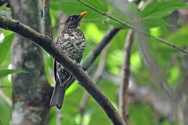 Principe Thrush