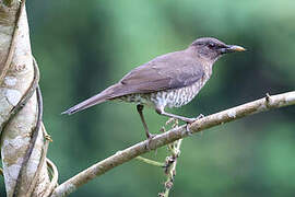 Sao Tome Thrush