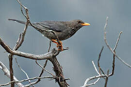 Yemen Thrush