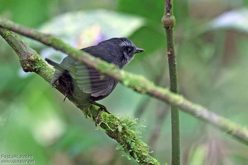 Silvery-fronted Tapaculo