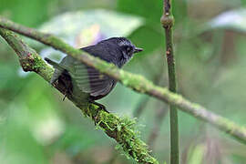 Silvery-fronted Tapaculo