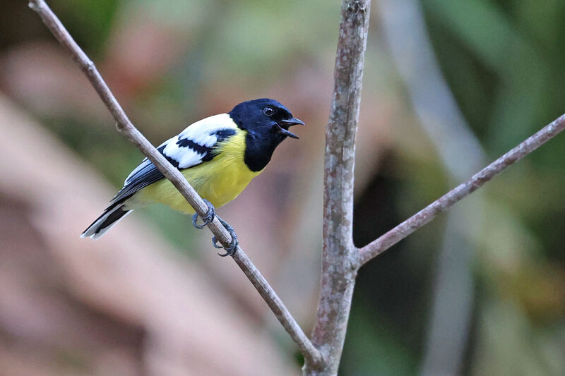 Mésange de Palawanadulte