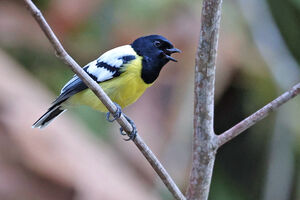 Mésange de Palawan