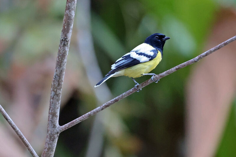 Mésange de Palawanadulte