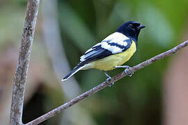 Palawan Tit