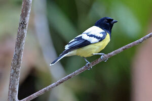 Mésange de Palawan