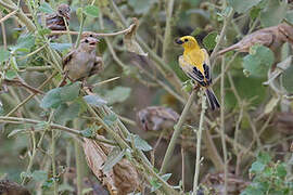 Arabian Golden Sparrow