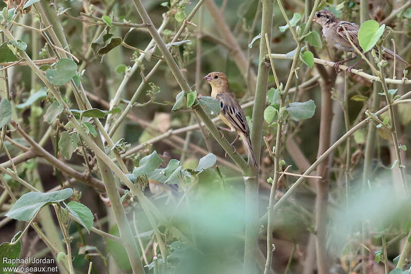 Moineau d'Arabie femelle adulte