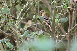 Arabian Golden Sparrow