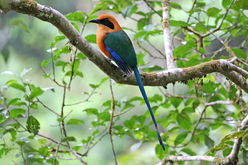 Motmot rouxadulte