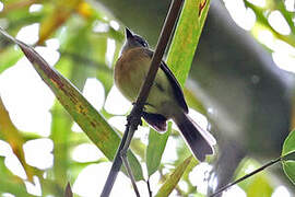 Tawny-chested Flycatcher