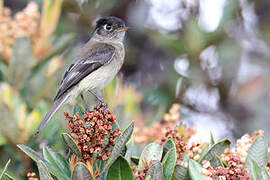 Black-capped Flycatcher