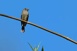 Dark Pewee