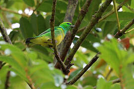 Golden-browed Chlorophonia