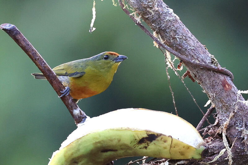 Spot-crowned Euphonia female adult