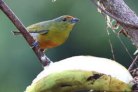 Spot-crowned Euphonia