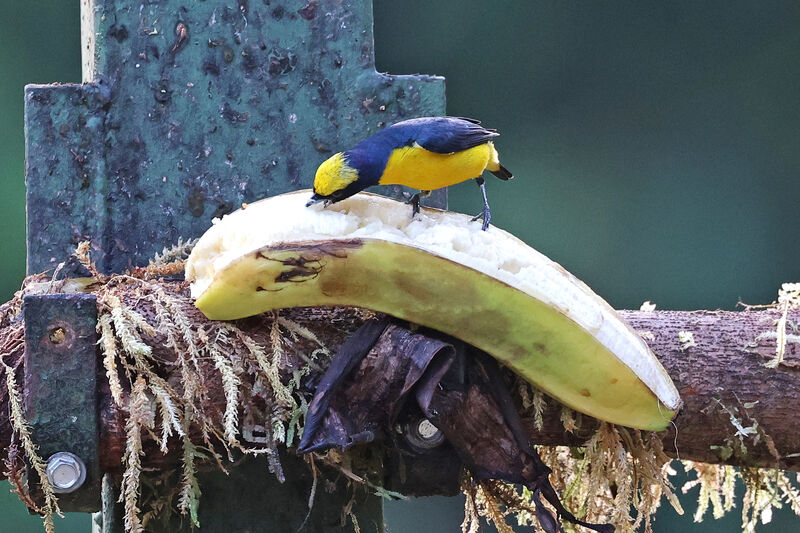 Spot-crowned Euphonia male adult