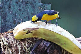 Spot-crowned Euphonia