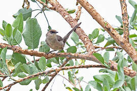 Yemen Warbler