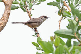 Yemen Warbler