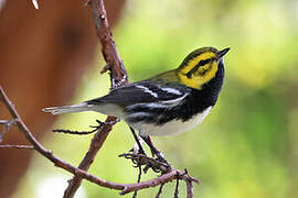 Black-throated Green Warbler