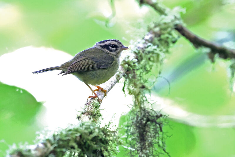 Paruline du Costa Rica