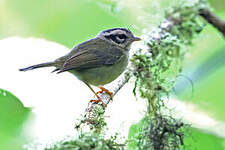 Paruline du Costa Rica