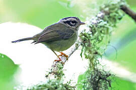 Black-eared Warbler