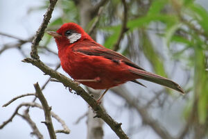 Paruline rouge