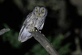 Arabian Scops Owl