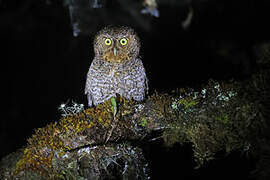 Bare-shanked Screech Owl