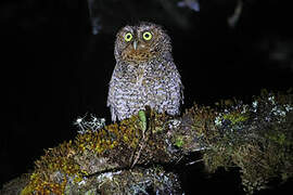 Bare-shanked Screech Owl