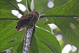 Sao Tome Scops Owl