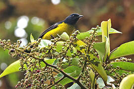 Black-and-yellow Phainoptila