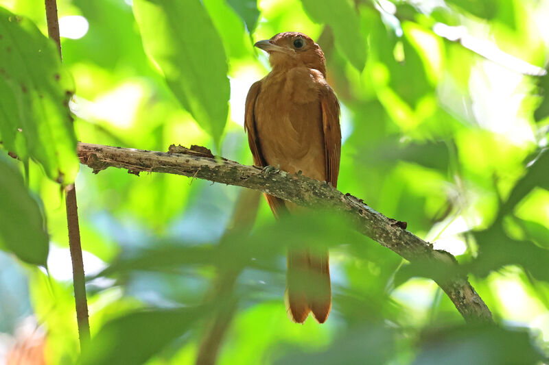 Rufous Piha